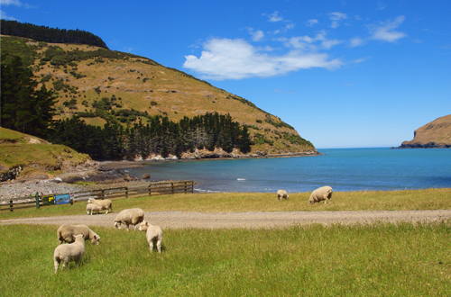 bay and sheep bay and sheep